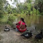 The predicament of the Sundarbans: Islands engulfed by water, with no alternative refuge | Climate Emergency