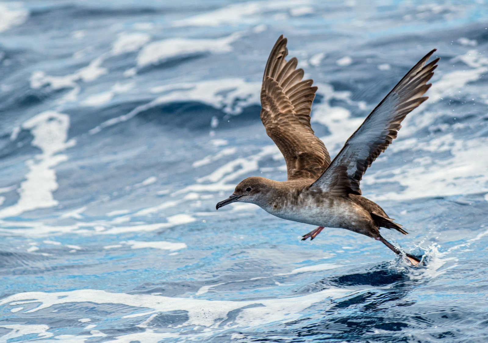 The response of Balearic shearwaters is truly remarkable, as evidenced by their behavior.