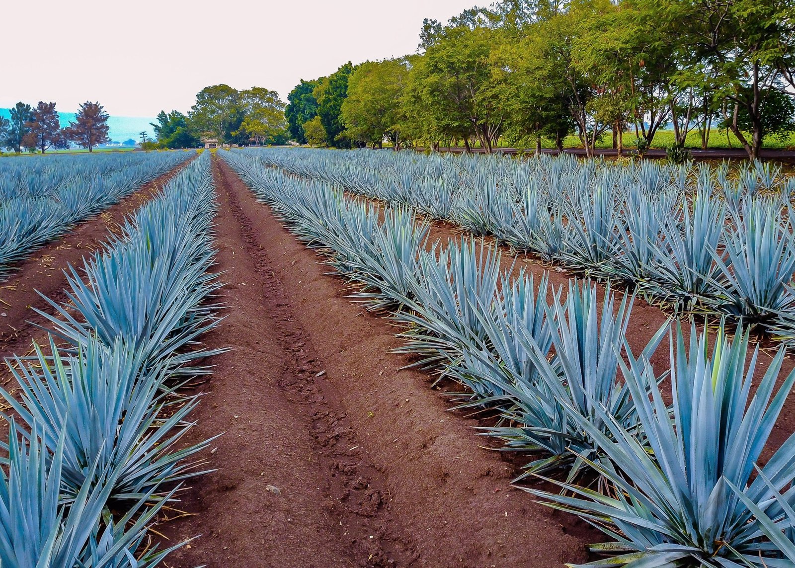 Mexico’s sustainability crisis puts blue agave and bats in jeopardy, warns Earth.com