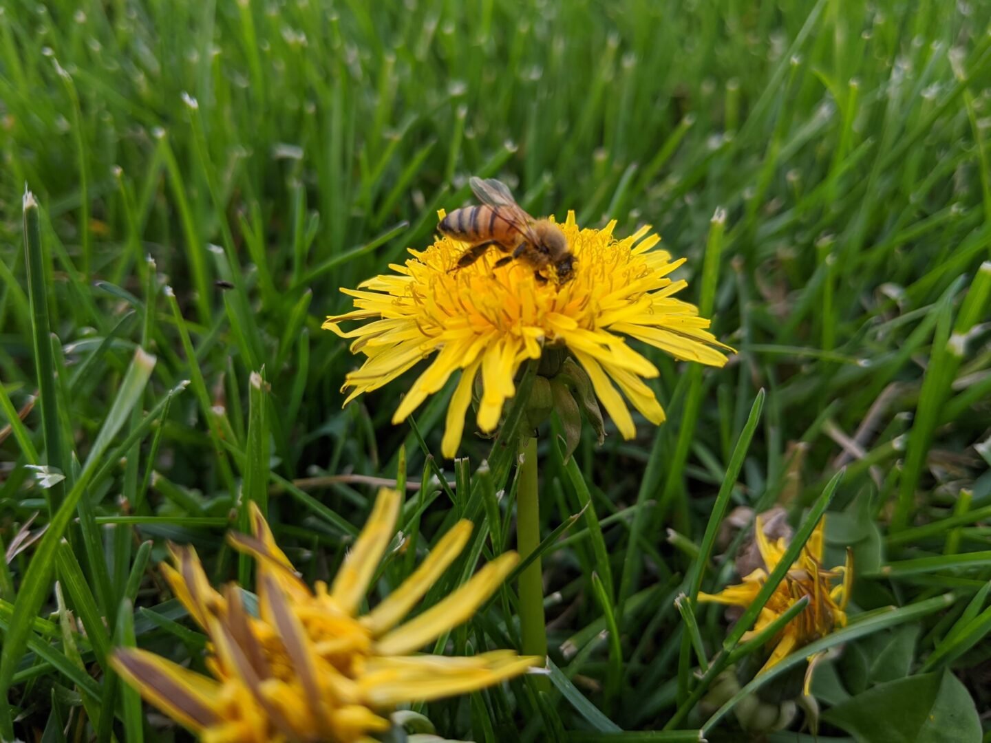 A study conducted in Pennsylvania suggests that honey yields may be diminished due to climate change.