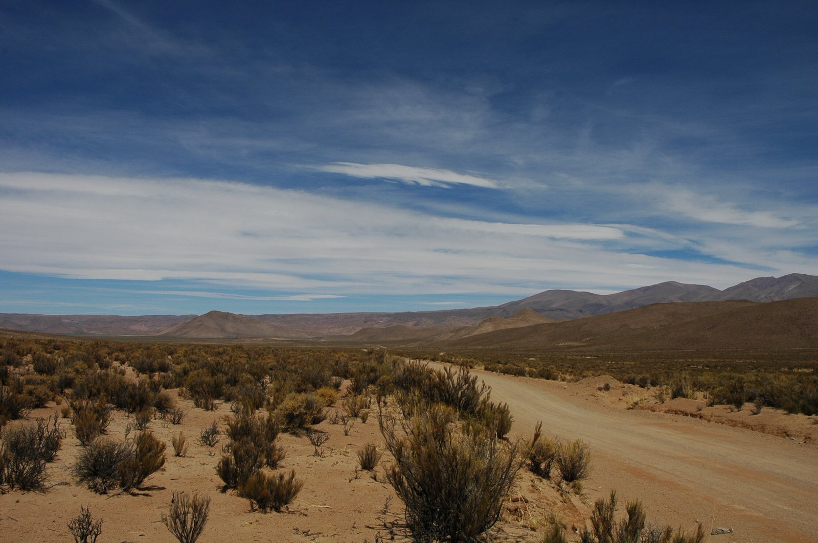 A recent study suggests that the spacing patterns observed among vegetation in dryland ecosystems may serve as an alarming indication of their degradation.