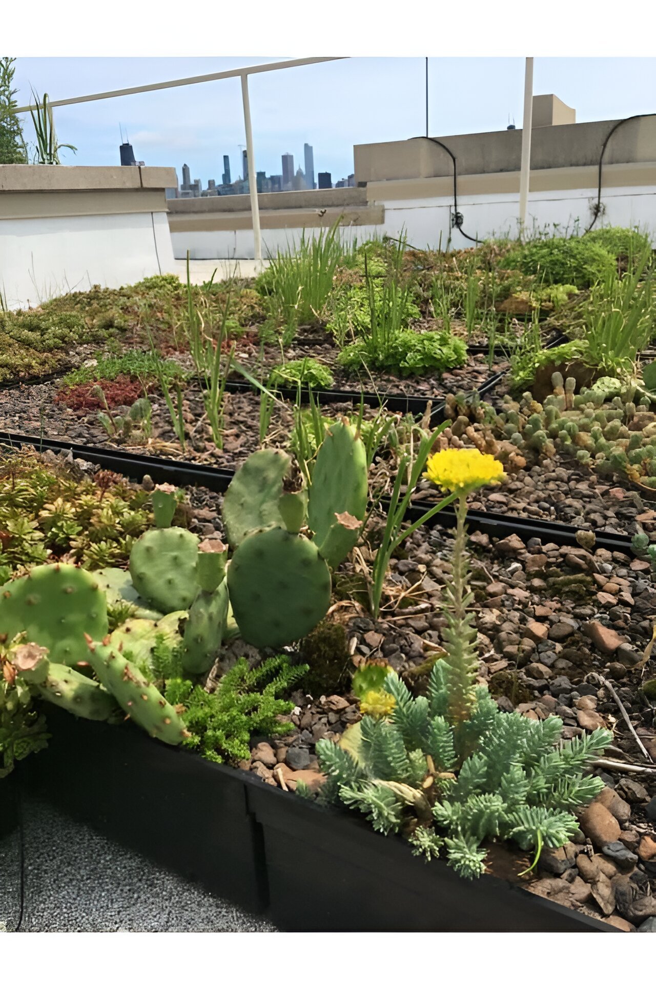 The addition of soil abundant in fungi could enhance the sustainability of green roofs.