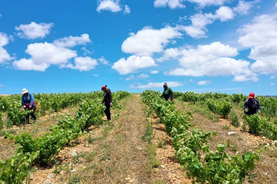 Crop diversification in South African agriculture is playing a crucial role in enhancing productivity and sustainability.