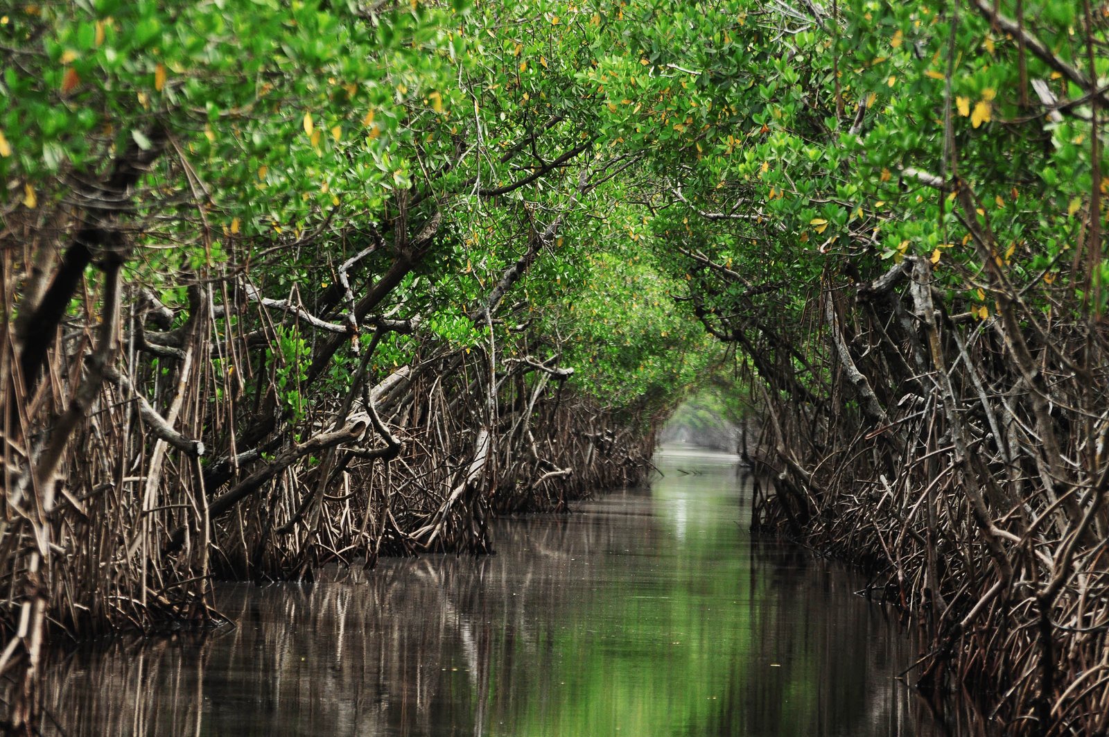 New research reveals that the efficacy of trees is diminishing due to the warming climate.