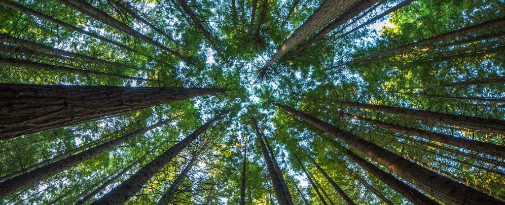 Forests Defy a Captivating Principle Present Across the Natural World: ScienceAlert