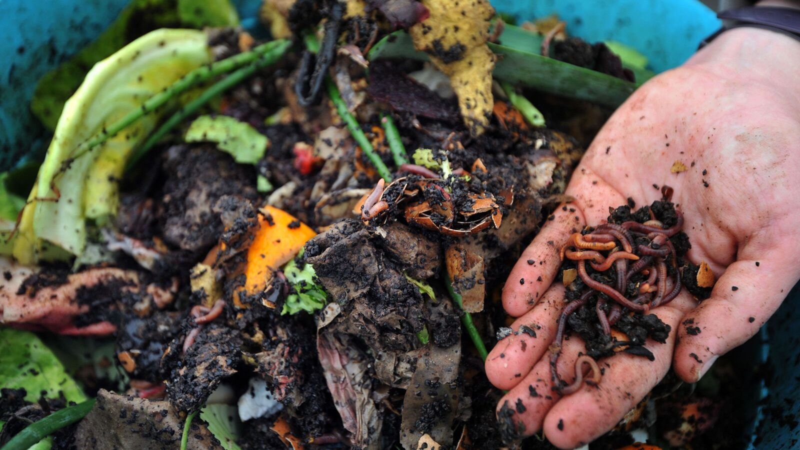 Stanford scientists raise alarm as non-native earthworm species pose a threat to US ecosystem