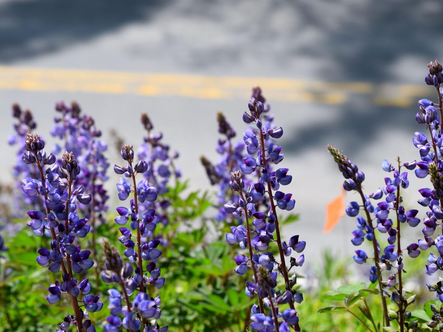 Conserving rare plants could heavily rely on the preservation of edge habitats found alongside roads and power lines.