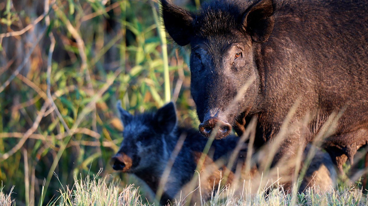 A recent study suggests that feral pigs and donkeys could offer ecological benefits rather than being seen solely as a problem.