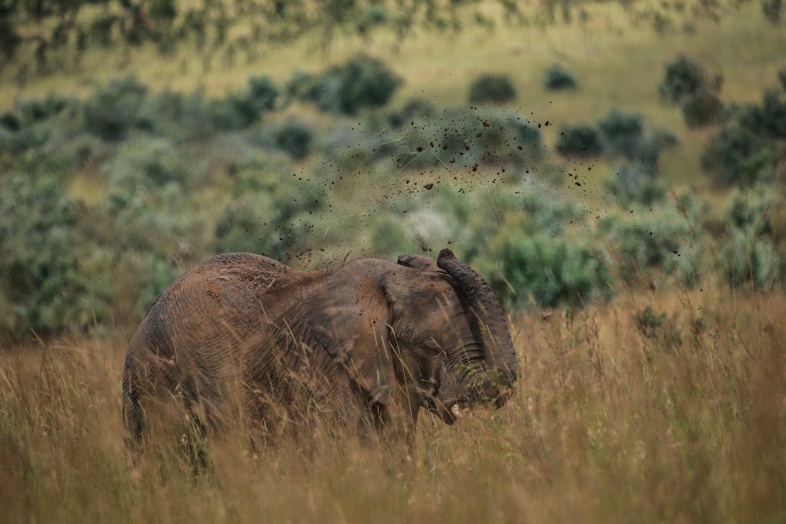 The presence of wild megafauna significantly influences the characteristics of an ecosystem.