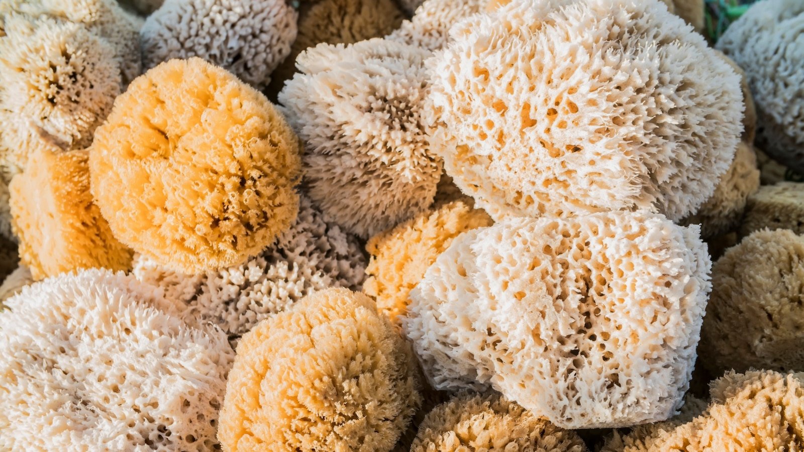 Scientists believe that Earth has already surpassed 1.5 degrees Celsius of warming, based on their research on sea sponges.