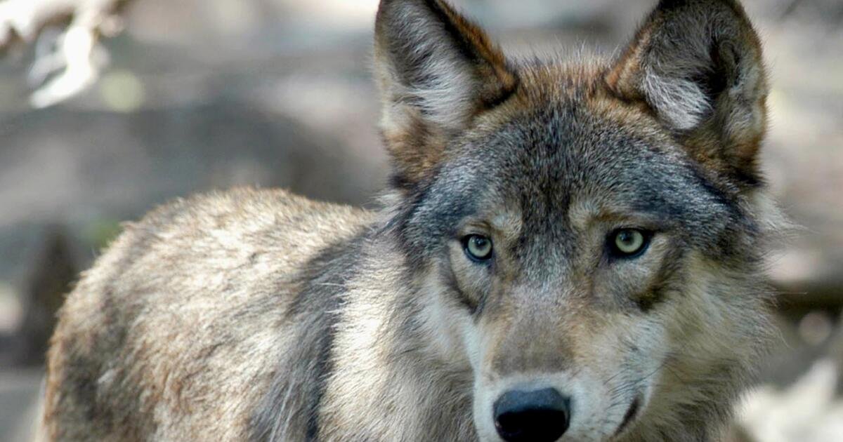 Opinion: The return of wolves to Colorado marks the beginning of a pivotal step towards addressing the biodiversity crisis on Earth.

In my view, the reintroduction of wolves in Colorado is a significant development that holds immense potential for restoring balance to our ecosystems. Wolves, as apex predators, play a crucial role in maintaining the natural order within an environment by regulating prey populations and influencing their behavior. By reintroducing these majestic creatures, we are taking a proactive stance in mitigating the ongoing decline of our planet’s biodiversity.

The impact of wolves on their surrounding ecosystems is multi-faceted. Their presence helps control herbivore populations, preventing overgrazing and subsequent habitat degradation. This, in turn, allows for the flourishing of vegetation and the restoration of damaged habitats. By shaping prey behavior, wolves also indirectly benefit other species that share these habitats, promoting a more diverse range of wildlife.

Moreover, the reintroduction of wolves in Colorado provides an opportunity for us to reconnect with the natural world and learn from its intricate web of interdependencies. Witnessing the return of these magnificent animals serves as a reminder of the delicate balance that exists within ecosystems and the importance of our stewardship in preserving it.

While it is essential to acknowledge the concerns of some individuals regarding the potential impact of wolves on livestock and local communities, it is crucial to approach these challenges with a balanced perspective. Implementing effective management strategies, such as compensation programs and targeted support for affected communities, can help address these concerns while still prioritizing the long-term ecological benefits of wolf reintroduction.

In conclusion, the return of wolves to Colorado signifies a significant step forward in tackling the biodiversity crisis that plagues our planet. By reintroducing these apex predators, we not only restore ecological balance but also foster a deeper appreciation for the intricate relationships that sustain our ecosystems. It is a chance for us to take responsibility and actively contribute to the preservation of Earth’s natural wonders.