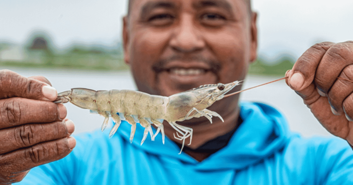 SSP’s sustainable shrimp initiative attracts BASF and MSD as participants.